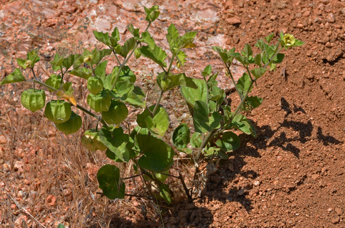 Ivyleaf Groundcherry is a perennial forb or sub-shrub that grows at elevations between 3,000 and 7,000 feet or so. The plants are often found in foothills, plains and gravelly to rocky slopes. Physalis hederifolia